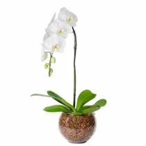 ORQUIDEA NO VIDRO