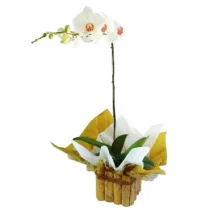 ORQUIDEA PHALAENOPSIS CACHEPO MADEIRA