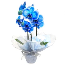 ORQUIDEA AZUL