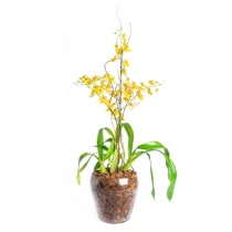 ORQUIDEA CHUVA DE OURO