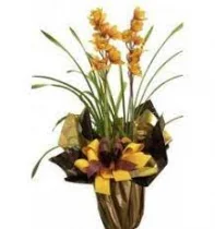 ORQUIDEA CYMBIDIUM
