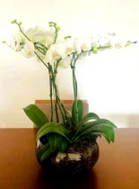 BACIA DE VIDRO COM 3 ORQUIDEAS IMPORTADAS 2 HSTES