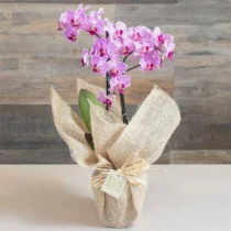 MINI ORQUIDEAS